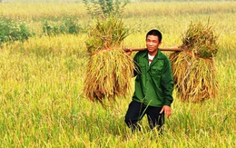 Năm 2017, hạt gạo Việt có giúp nông dân mỉm cười?