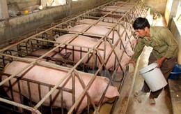 Cục Chăn nuôi: Không nên kỳ vọng giá thịt lợn sẽ cao hơn nữa