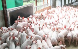 Năm 2018 sẽ cấm dùng kháng sinh trong chăn nuôi