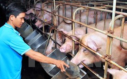 “Giải cứu” ngành chăn nuôi lợn: Đâu là giải pháp căn cơ?
