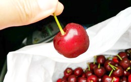 Cherry Úc chính thức được vào Việt Nam