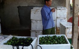 Nghệ An: Chanh Chi Khê luẩn quẩn tìm đường tiêu thụ