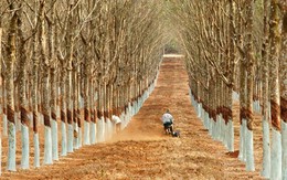 Giá cao su tăng gần 70%, doanh thu quý 1 của Cao su Phước Hòa (PHR) tăng vọt