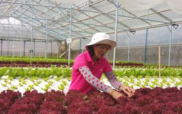 Lâm Đồng sẽ trở thành Trung tâm nông nghiệp giá trị cao của Đông Nam Á