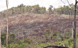 Bắt giám đốc và phó giám đốc để mất hàng ngàn héc ta rừng