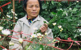 Đằng sau những gánh cúc họa mi trên phố Hà Nội là nỗi niềm của người nông dân Nhật Tân: Không còn sức nữa, phải bỏ hoa về nhà!