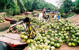 Vừa mua xong công ty mía đường, Vinamilk tiếp tục đầu tư vào doanh nghiệp chế biến dừa Bến Tre