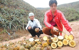 Hàng trăm tấn dứa thối nhũn tại Lào Cai được thu mua để làm gì?