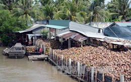Giá dừa khô ở Trà Vinh tăng cao