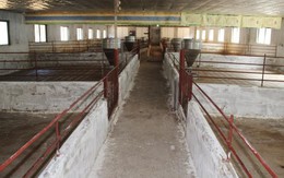 Giá lợn giảm, nhiều hộ chăn nuôi phải "treo" chuồng