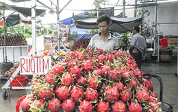 Thanh long đạt chuẩn không lo rớt giá