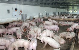 Chưa xuất khẩu được thịt lợn chính ngạch sang Trung Quốc