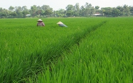 Bị thương lái trong nước ép giá, nông dân chuyển sang trồng lúa cho Nhật kiếm lời