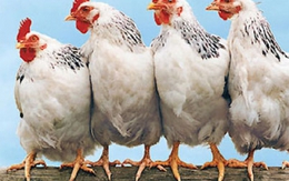 Thịt gà ngoại 'đè' giá thịt gà nội xuống mức thấp nhất 5 năm qua