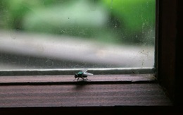Chuyện con ruồi và ô cửa kính: Nỗ lực thôi là chưa đủ, đôi khi thành công cần tới sự thay đổi không ngờ