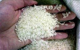 Gạo Việt xuất ngoại sẽ đem về 2,3 tỷ USD năm 2020