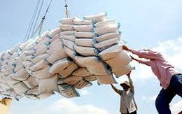 Xuất khẩu gạo tiếp tục giảm 20%