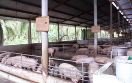 Giá lợn bấp bênh, nông dân lo lắng