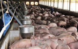 Chiến dịch “giải cứu” lợn: Bộ Công an đã tiêu thụ thịt vượt chỉ tiêu
