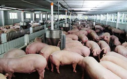Thủ tướng giao NHNN hướng dẫn các TCTD giãn nợ, miễn giảm lãi vay chăn nuôi lợn