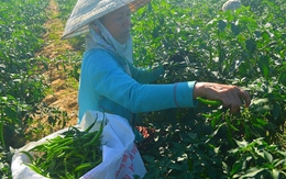 Hàng trăm hecta ớt tại Quảng Nam đang “đỏ mắt” chờ “giải cứu“