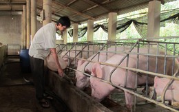 Chiến dịch 'giải cứu lợn': 1 triệu tấn lợn sẽ ‘lên đường’ sang Trung Quốc
