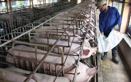 “Đại gia” chăn nuôi cũng gặp khó vì giá lợn sụt giảm