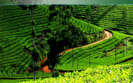 GTN lý giải nguyên nhân cổ phiếu giảm sàn 4 phiên liên tiếp