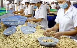 12 năm liên tiếp Việt Nam đứng đầu thế giới về chế biến, xuất khẩu điều nhân