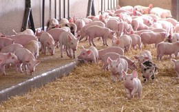Giá lợn tăng cao nhưng người nuôi vẫn sợ tái đàn