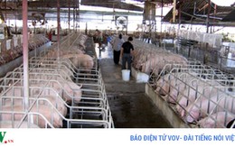 Giá heo giảm sâu - Người chăn nuôi bên bờ vực phá sản