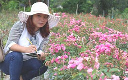 Âm thầm nghỉ việc, vay nặng lãi trồng 6.000 gốc hồng