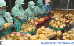 Ứng dụng công nghệ sau thu hoạch: Lối ra cho nông sản Việt