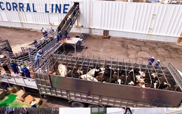 Đằng sau chuyện “nhập hộ khẩu” cho các cô bò sữa cao sản Mỹ về Việt Nam