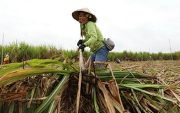 Lộ diện bức tranh ngành đường từ năm 2018?