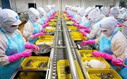 Công ty Việt Nam lọt top đại gia thuỷ sản lớn nhất thế giới theo bình chọn của UnderCurrentNews