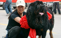 Hàng ngàn con chó ngao Tây Tạng thả rông và sự suy thoái của một thú vui vương quyền ở Trung Quốc
