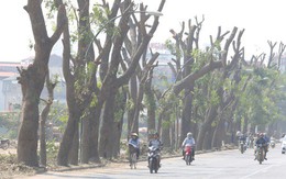 Đường Phạm Văn Đồng chìm trong nắng bụi khi bắt đầu chặt hạ 1300 cây xanh