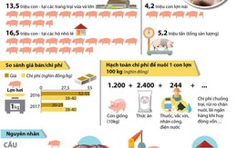 [Infographics] Giá thịt lợn giảm xuống mức thấp nhất từ trước đến nay