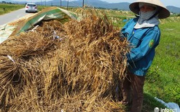 Hà Tĩnh: Mất mùa nặng nề, 40 vạn dân có nguy cơ "treo niêu"