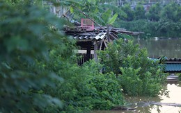 Người trồng quất "méo mặt" vì nước sông Hồng dâng cao