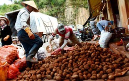 Mỗi năm Đà Lạt nhập hàng trăm tấn khoai tây Trung Quốc