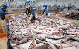 Kim ngạch xuất khẩu cá tra có thể đạt 1,8 tỷ USD trong 2017