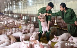 Tiêu thụ hơn 2,2 triệu tấn lợn hơi, đến lượt người nuôi gia cầm than lỗ