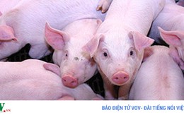 Thịt lợn ở Mỹ cũng đang dư thừa