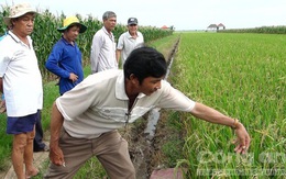 Thiệt hại hàng trăm triệu đồng do mua nhầm lúa giống