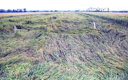 Nông dân khốn đốn vì hơn 16 ngàn ha lúa đổ sập