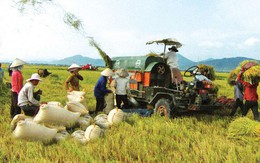 Làm thế nào để đưa thương hiệu gạo Việt ra thế giới?