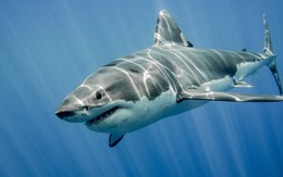 Nhiều công ty do “Shark” Trần Anh Vương lãnh đạo lỗ liên tục, cổ phiếu “rẻ như rau”