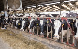 Sở hữu Sữa Mộc Châu, GTNfoods công bố doanh thu và lợi nhuận tăng vọt